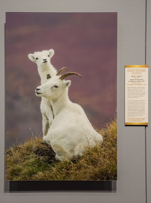 'Dalls Sheep,' by Jon Timmer