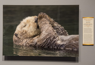 'Sea Otter,' by Jess Findlay