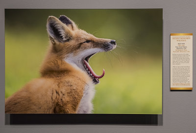 'Red Fox,' by Benjamin Olson