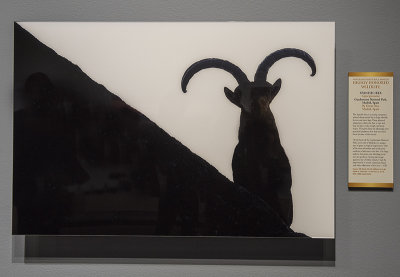 'Spanish Ibex,' by Oscar Dez