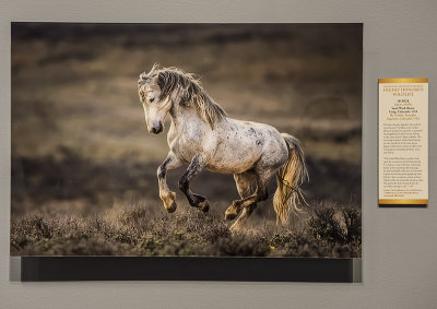 'Wild Mustang,' by Verdon Tomajko
