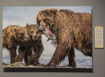 'Brown Bear and Cubs,' by Marco Urso