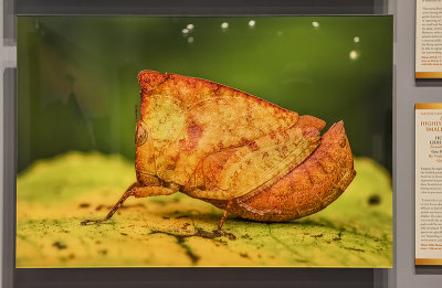 'Hooded Grasshopper,' by Vishwanath Birje
