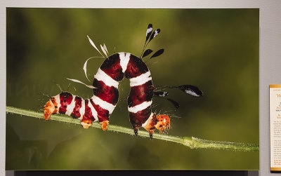 'Dice Moth Caterpillar,' by Heinrich Human