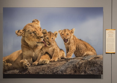 'Lioness and Cubs,' by Russ Burden