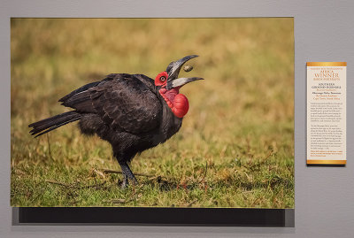 'Southern Ground-Hornbill,' by Hannes Lochner