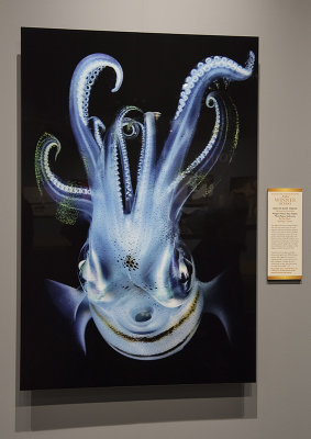 'Bigfin Reef Squid,' by Jim Chen