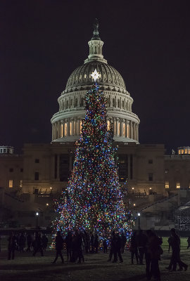 US Capitol Christmas Tree