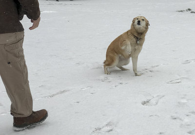 'Daddy, my paw hurts!'