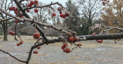 Iced crabapples