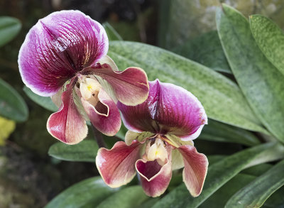 Botanic Garden orchid