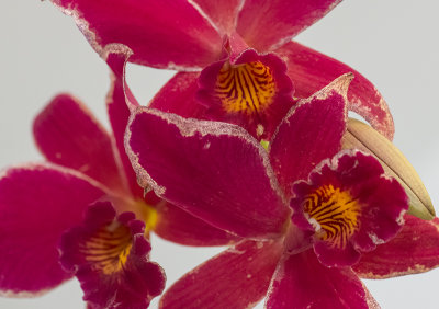 Red red orchids