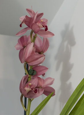A familiar orchid