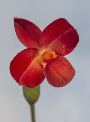 The perfectly red orchid