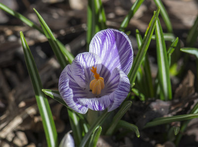 Our first spring flower