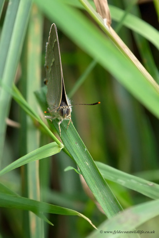 Purple Hairstreak