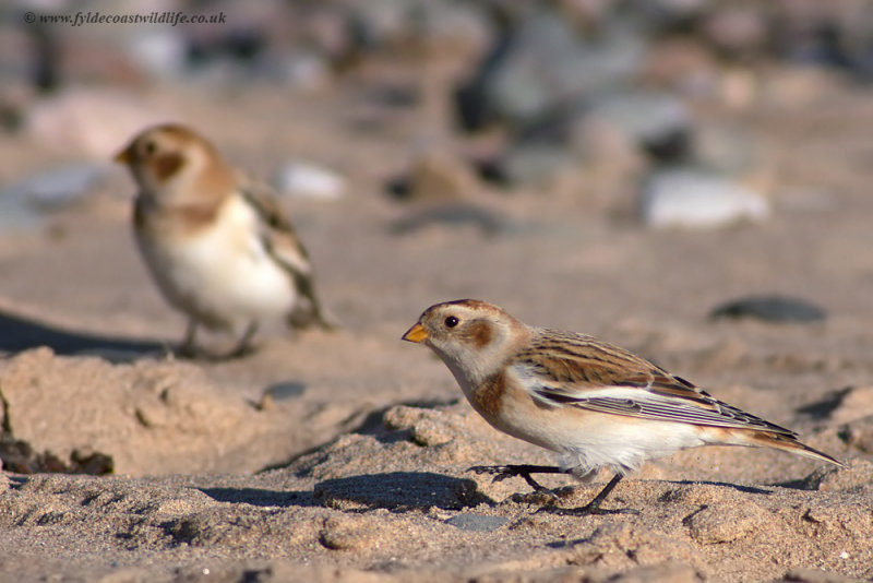 Snow Bunting