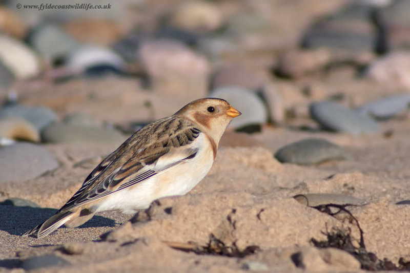 Snow Bunting