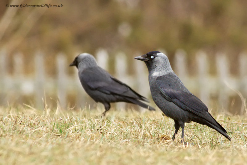 Jackdaw