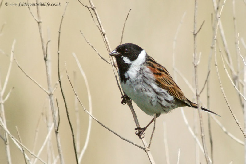 Reed Bunting