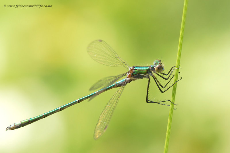 Emerald Damselfly