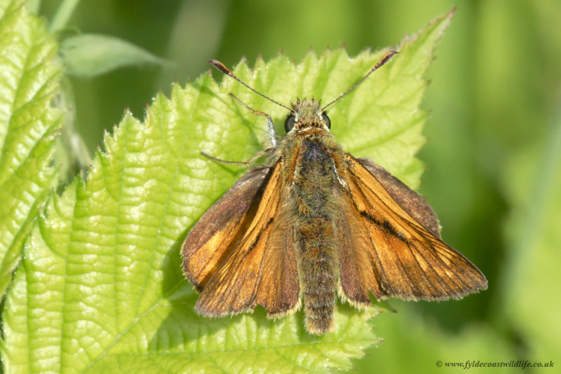 Large Skipper