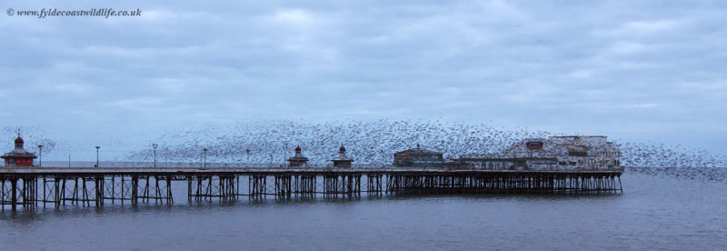 Starling roost