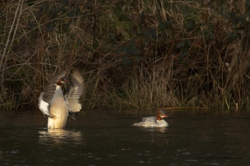 Goosanders