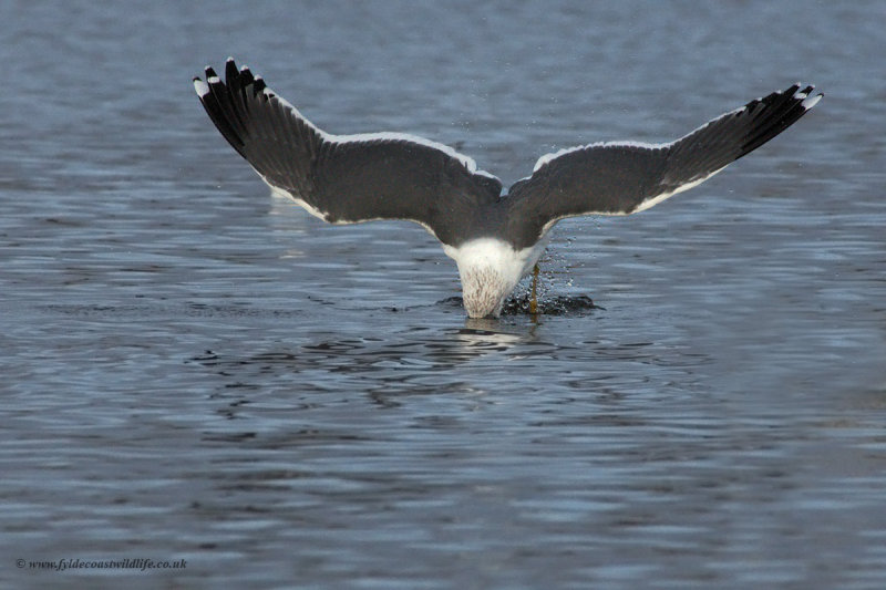 Lesser Black-backed Gull