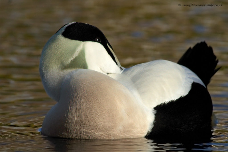 Eider
