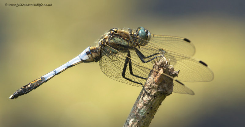 White-Tailed Skimmer