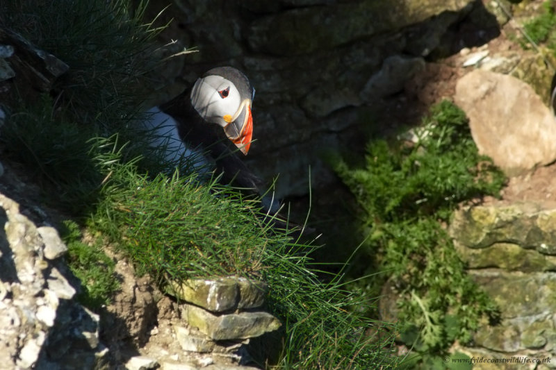 Puffin