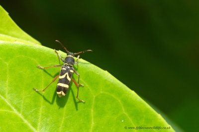 Wasp Beetle