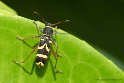 Wasp Beetle