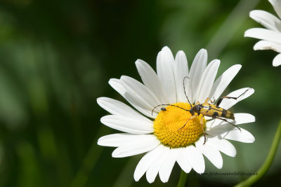 Longhorn Beetle