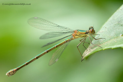 Willow Emerald