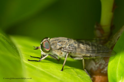 Horse Fly