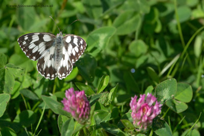 Marbled White