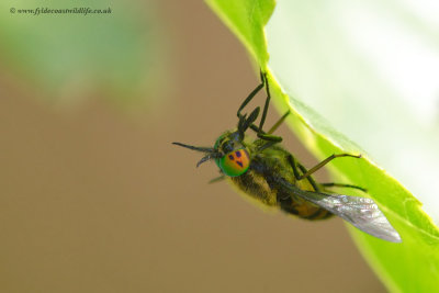 Horse Fly