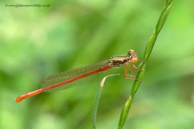 Small Red Damselfly