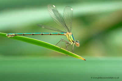 Emerald Damselfly