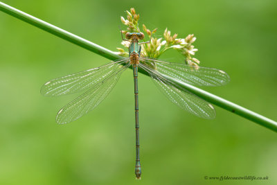 Willow Emerald