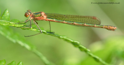 Emerald Damselfly