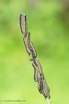 caterpillars of Large White butterfly