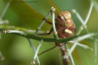 Brown Hawker