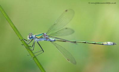 Emerald Damselfly