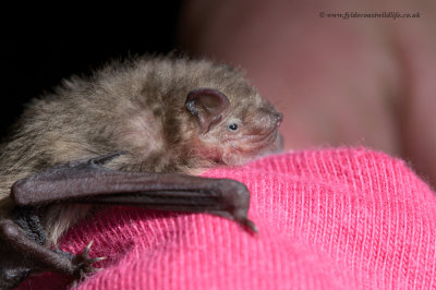 Common Pipistrelle bat