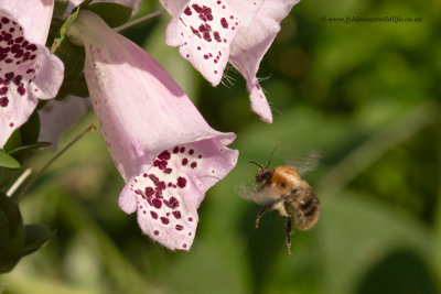 Common Carder-bee