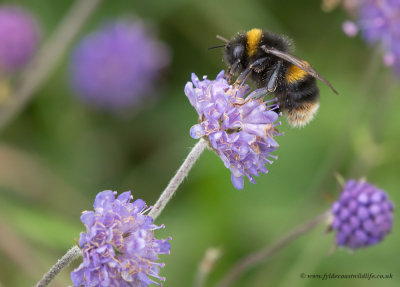 Buff-tailed bumblebee feeding on Scabious