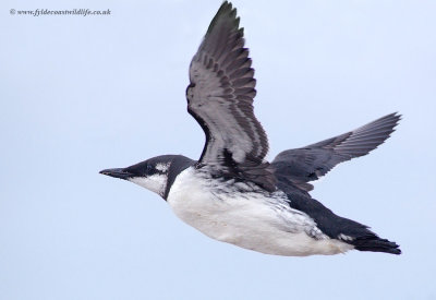 Guillemot